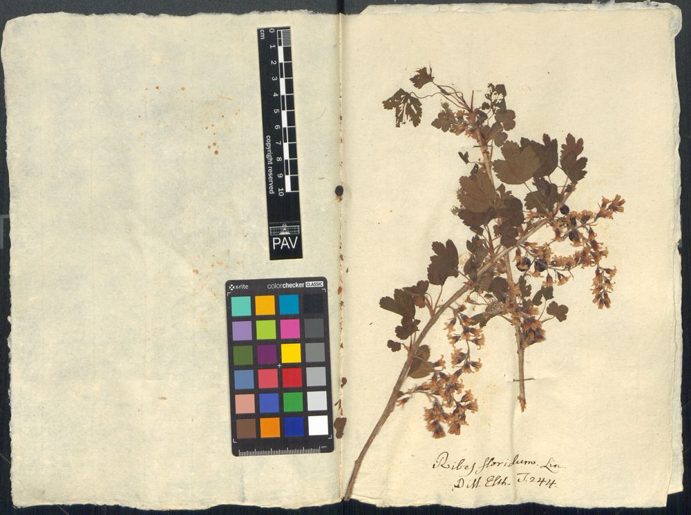 Ribes floridum L'Hér