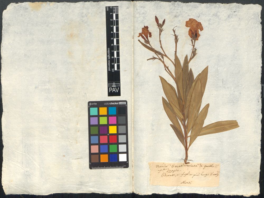 Nerium oleander L.