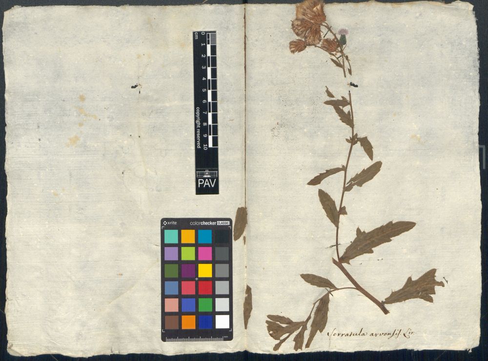 Serratula arvensis L.